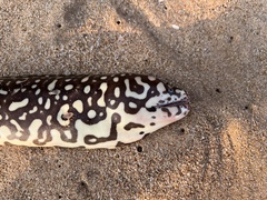 Yellow-Spotted Moray photo 2
