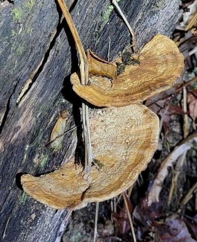 Fomitopsis dickinsii