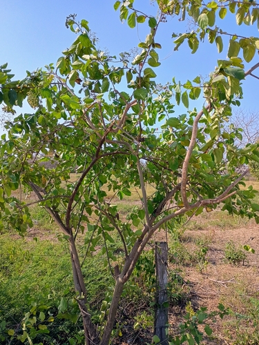 Foto de Pombinha