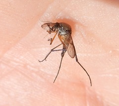 Psorophora cyanescens