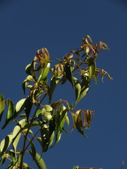 Calycolpus moritzianus