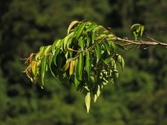 Calycolpus moritzianus