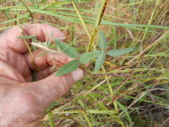Strophostyles leiosperma