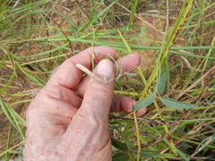 Strophostyles leiosperma
