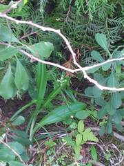 Platanthera clavellata image