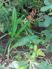 Platanthera clavellata image