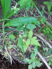 Platanthera clavellata image