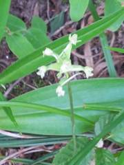 Platanthera clavellata image