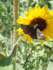 Erynnis afranius