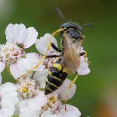 Philanthus bilunatus