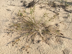 Cyperus grayi
