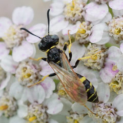 Philanthus bilunatus