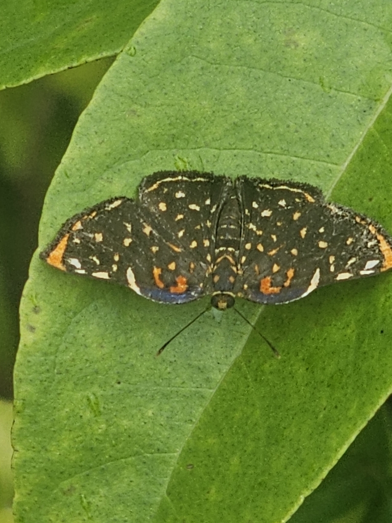 Symmachia estellina