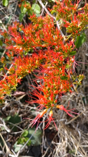Image of Combretum paniculatum by (c) Chiara, some rights reserved (CC BY)