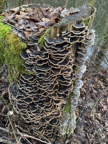 Schmetterlingstramete