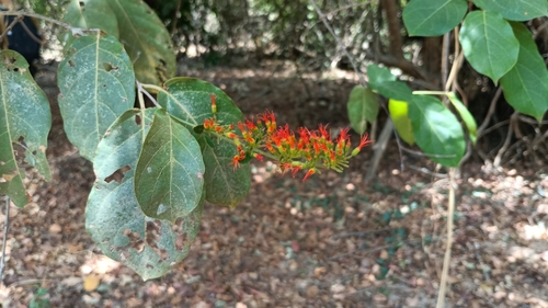 Foto de Quipá