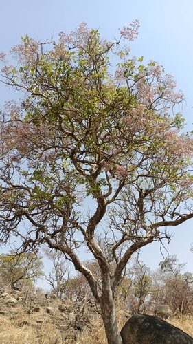Stereospermum kunthianum, photograph 3