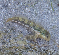 Coryphoblennius galerita