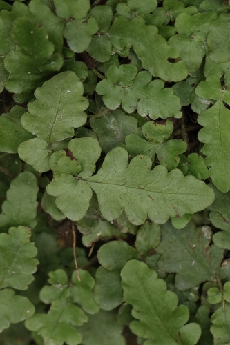 Tectaria zeilanica (Tectaria zeilanica)
