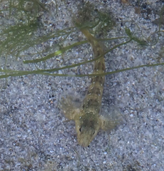 Coryphoblennius galerita
