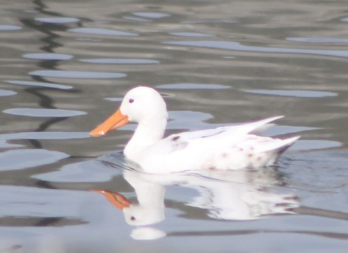 Foto de Northern Shoveler