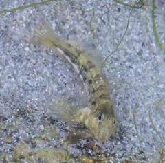 Coryphoblennius galerita