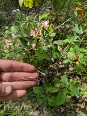 Piptochaetium avenaceum