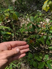 Piptochaetium avenaceum