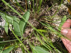 Piptochaetium avenaceum