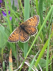 Melitaea arcesia