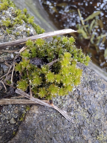 Image of Syntrichia montana by no rights reserved