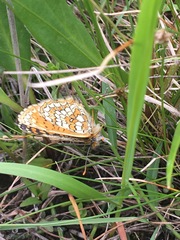 Melitaea arcesia
