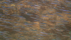 Spratelloides gracilis