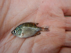 Centrarchus macropterus