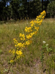 Solidago speciosa jejunifolia