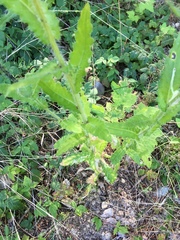 Cirsium brevistylum