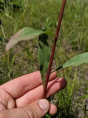 Solidago speciosa jejunifolia