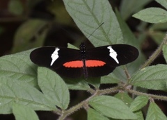 Heliconius clysonymus clysonymus