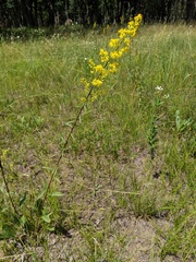 Solidago speciosa jejunifolia
