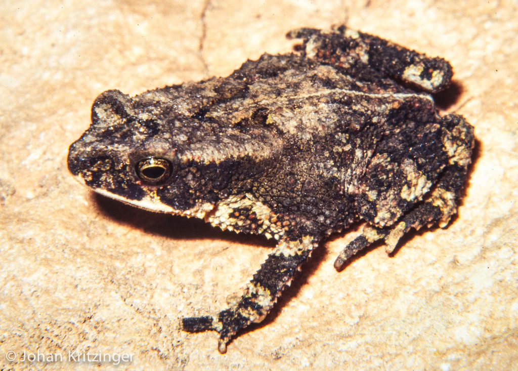 Chirinda Toad