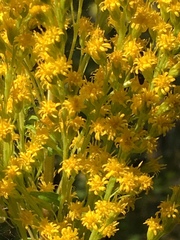 Solidago lepida salebrosa