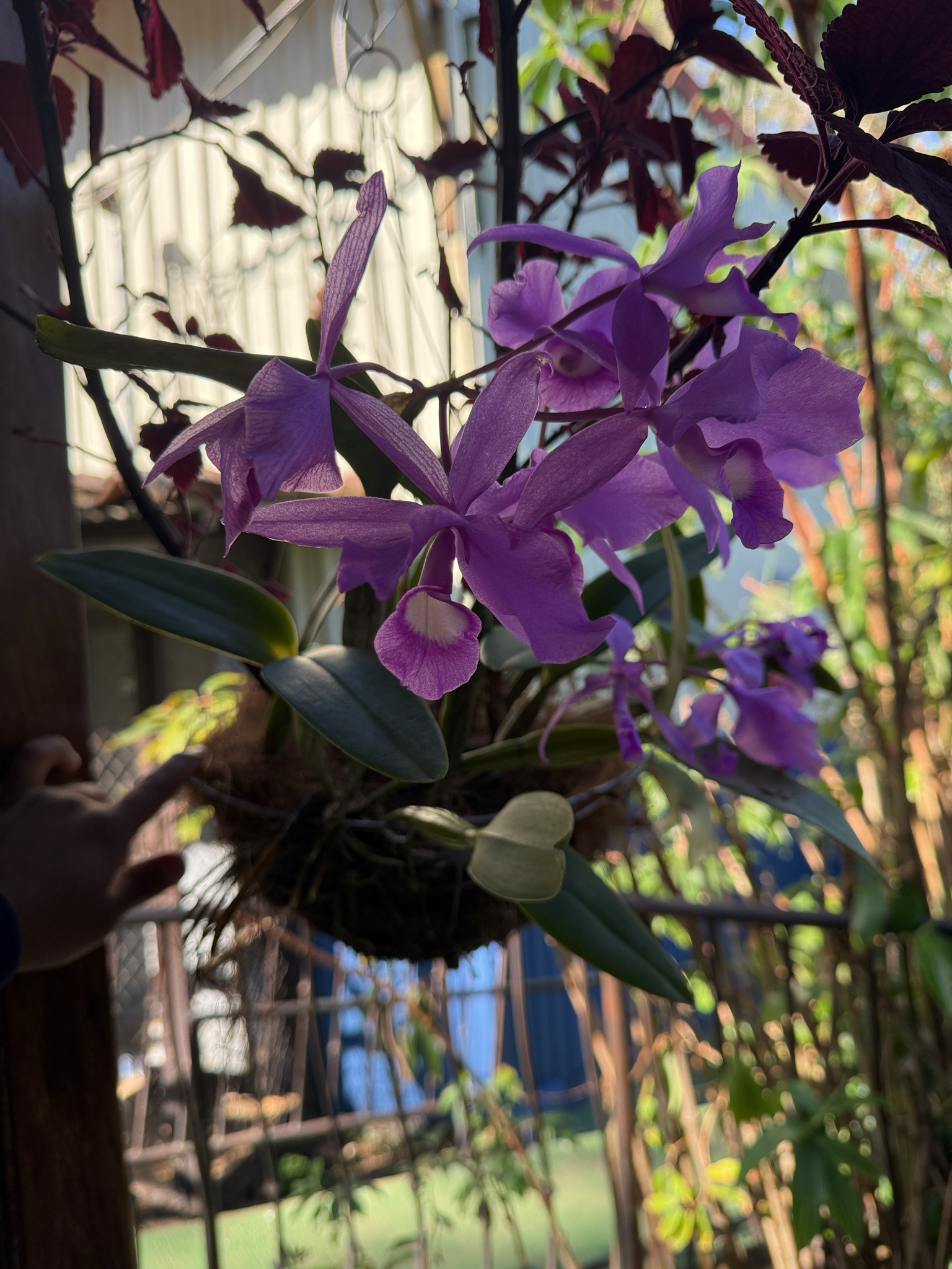 Imagem de Orquídea chocolate