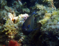 Plectroglyphidodon obreptus