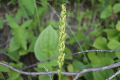Platanthera aquilonis