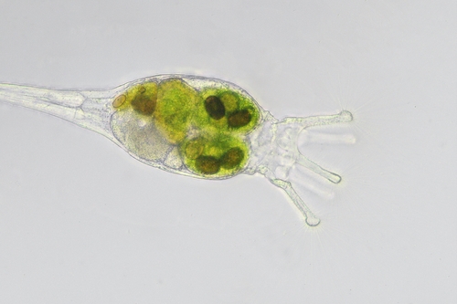 Collotheca coronetta