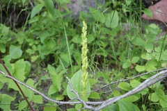 Platanthera aquilonis