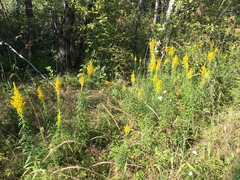 Solidago lepida salebrosa