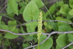 Platanthera aquilonis