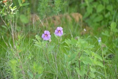 Lycianthes moziniana
