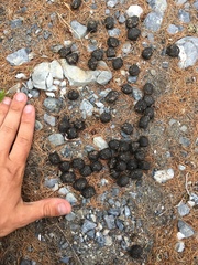 Cervus canadensis sibiricus